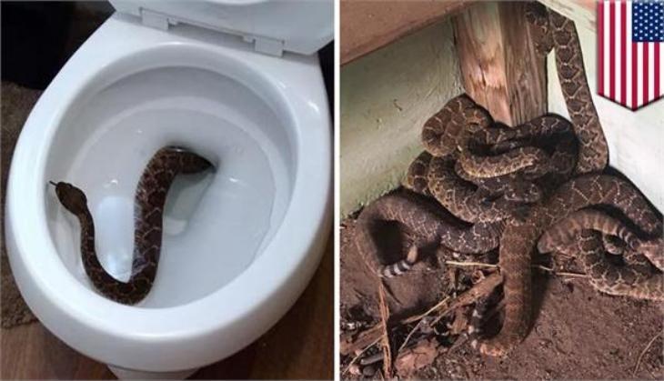 Rattlesnake found in toilet and home