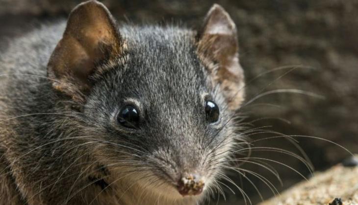 marsupials animals