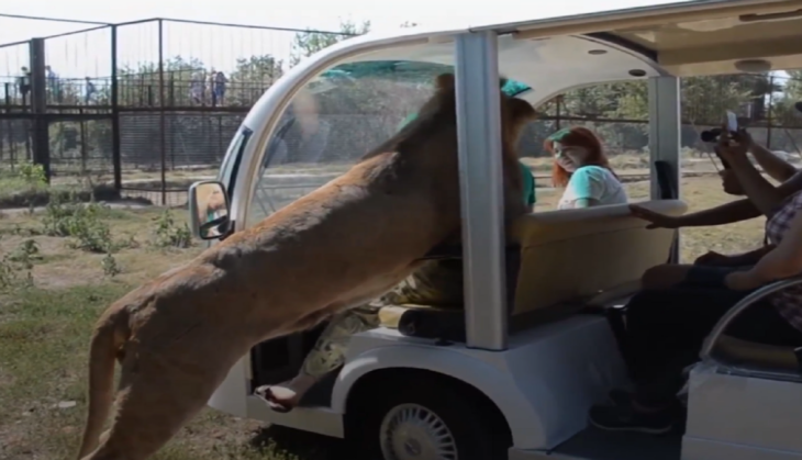 Lion Jumped into car