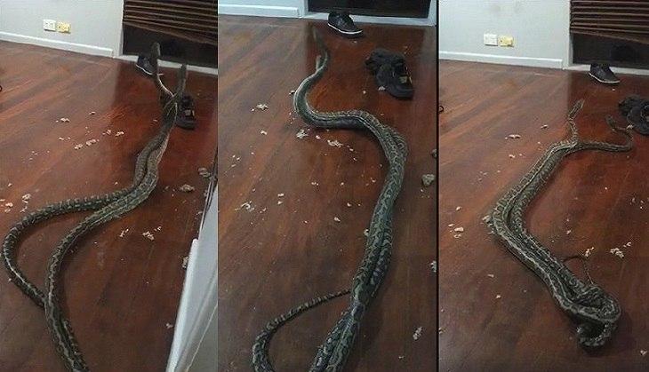 Python Fight