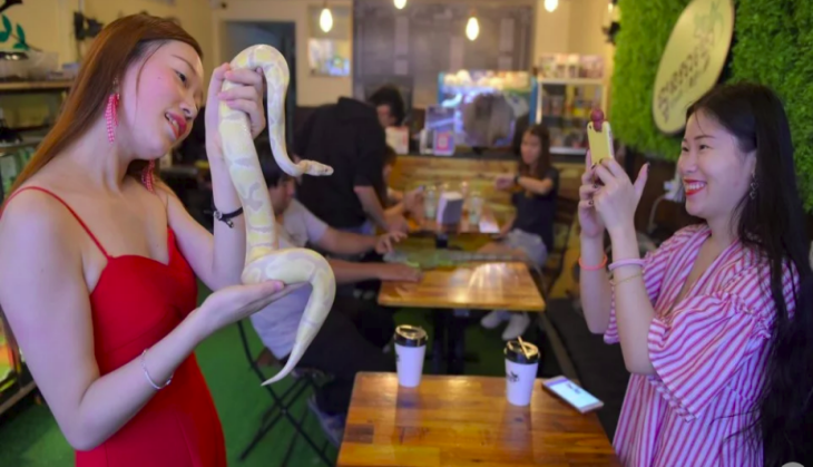 Cambodian Reptile Cafe