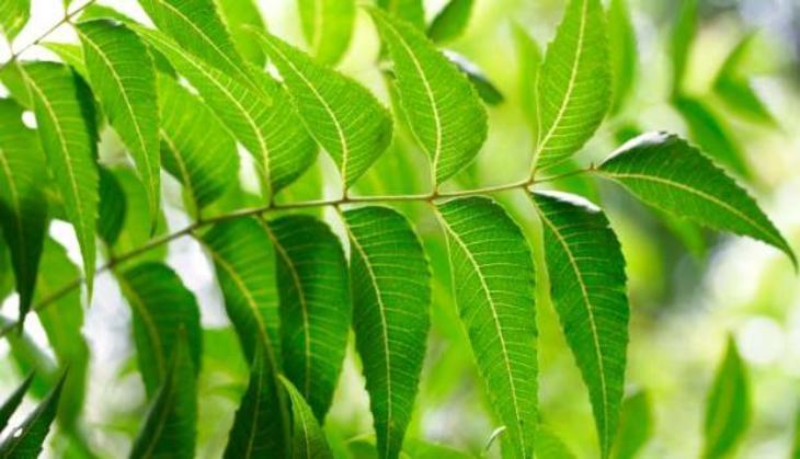 neem
