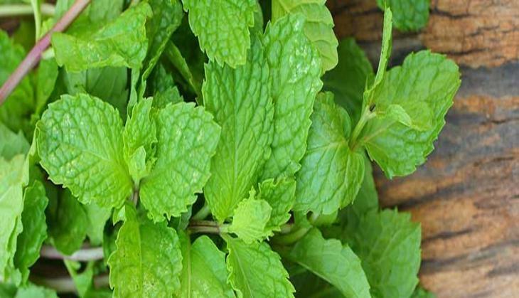 mint