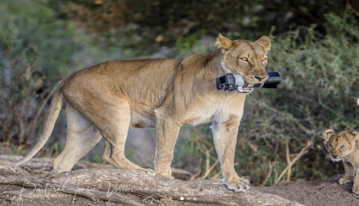 Deaths of Gir lions: 26 more big cats shifted to rescue centre