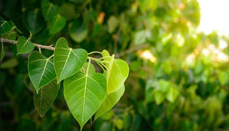 Peepal Leaf