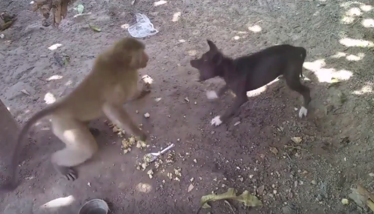 Monkey and dog fight