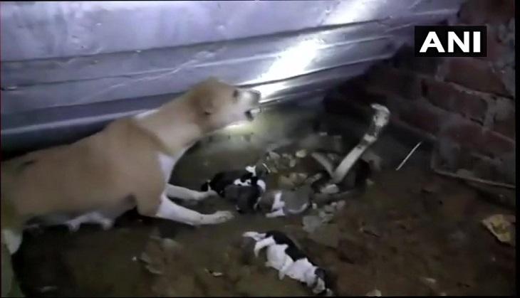 dog fight