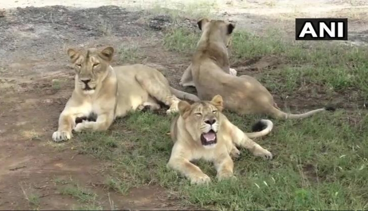 gir lion