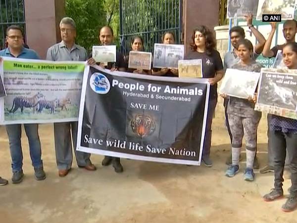 NGOs protest against Maharashtra's forest department shoot-at-sight order for a man-eater tigress