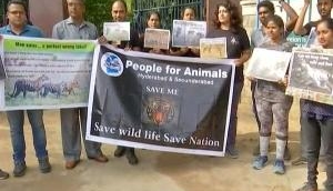 NGOs protest against Maharashtra's forest department shoot-at-sight order for a man-eater tigress