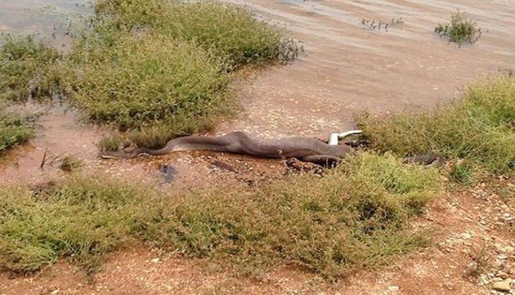 Giant Snake Eats Crocodile