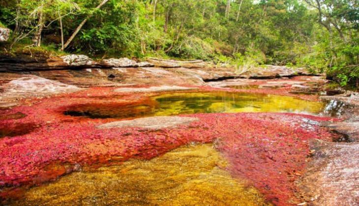 Cano Cristales