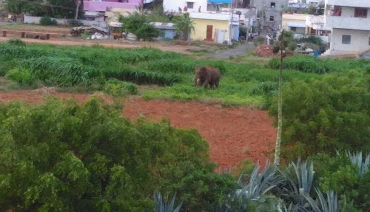 Chhattisgarh: 45 villages in Mahasamund under tusker terror