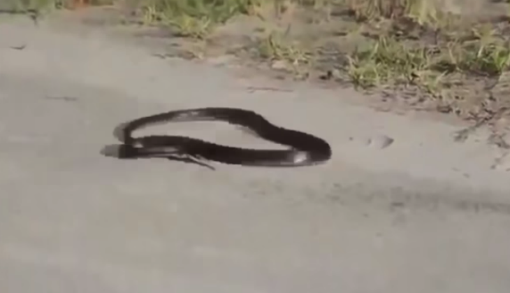 snake suicide