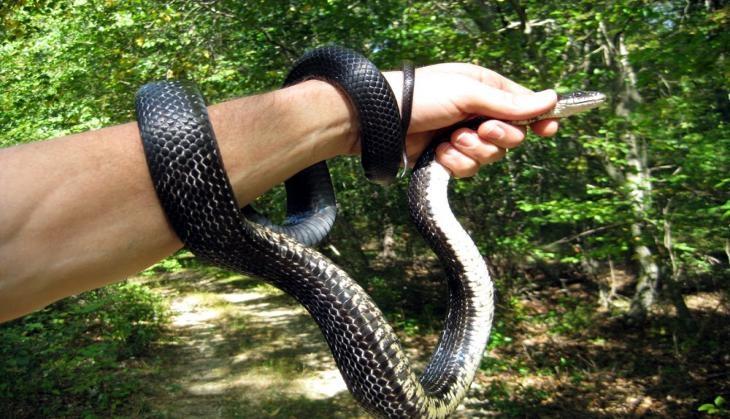 Snake