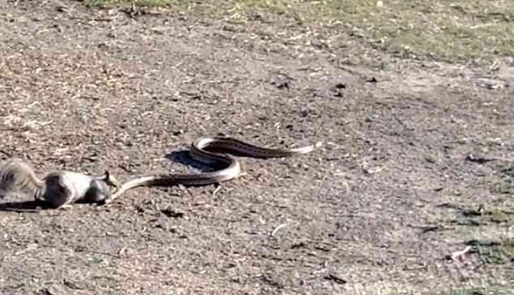Squirrel Snake Fight