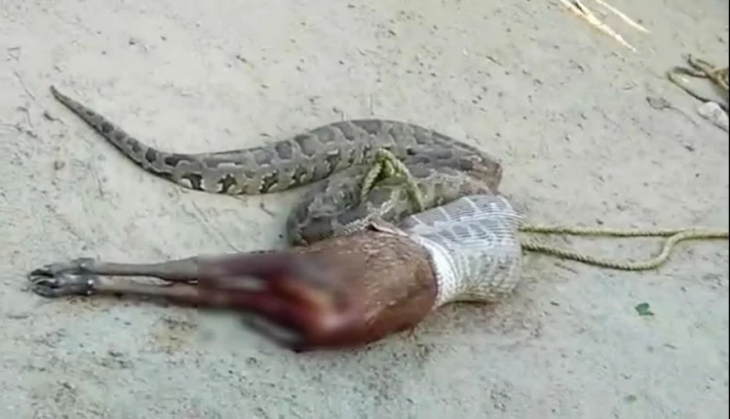 Python Swallow Nilgai