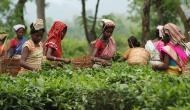 Assam goverment announces bonus for tea workers under Assam Tea Corporation Limited