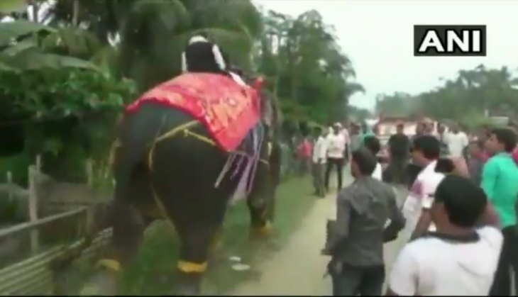 Watch: Kripanath Mallah, a newly-elected Assam deputy speaker falls off an elephant during welcome ceremony and...!