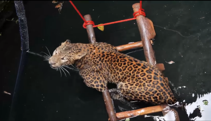 Leopard