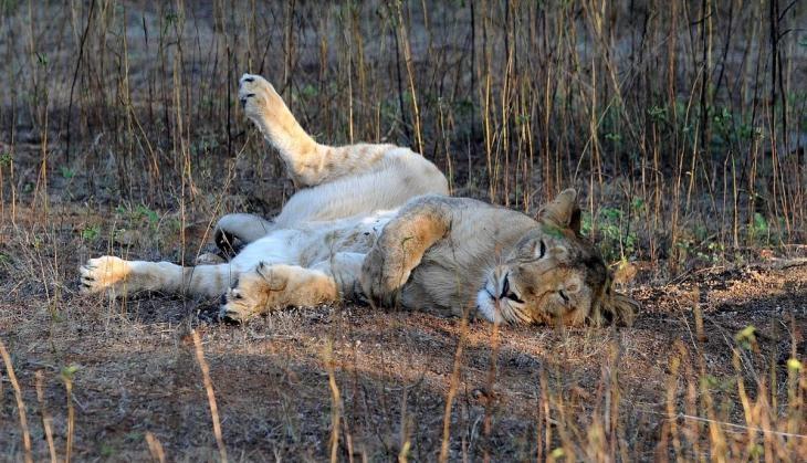 lions at Gir sanctuary