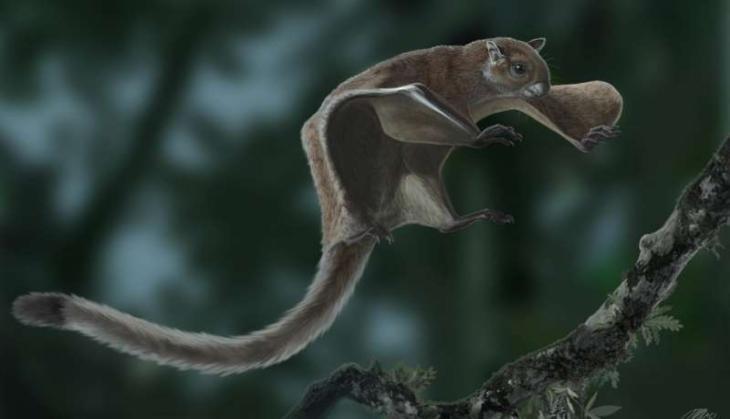Flying Squarll