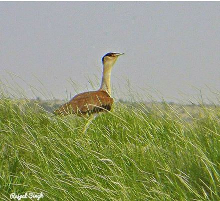  Great Indian Bustard on the Dodo way?