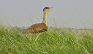  Great Indian Bustard on the Dodo way?