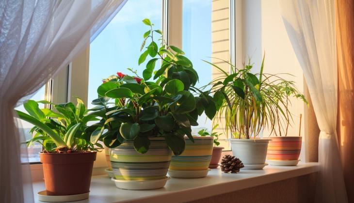 Indoor Planst