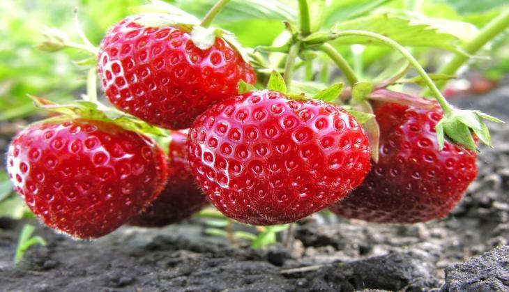 strawberry