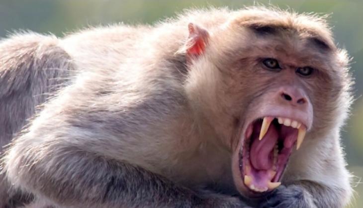 monkey