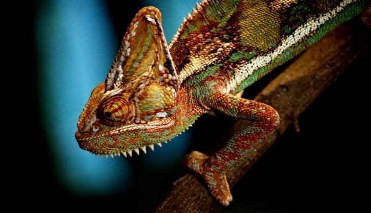 Chameleon