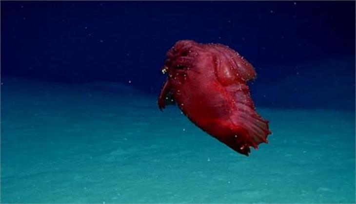 headless fish