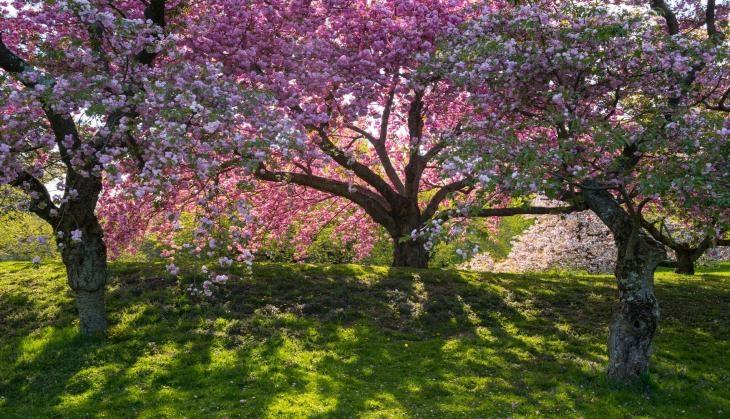 Flowering Tree
