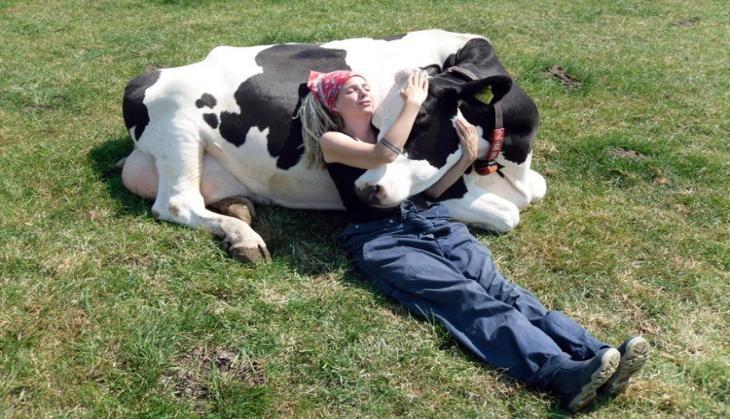 Cow Cuddling