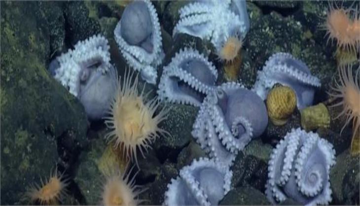 sea nursery
