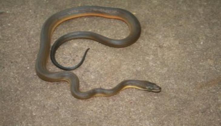 snake