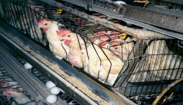 Chicken