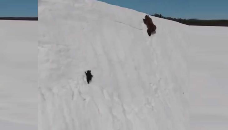 Bear and cub