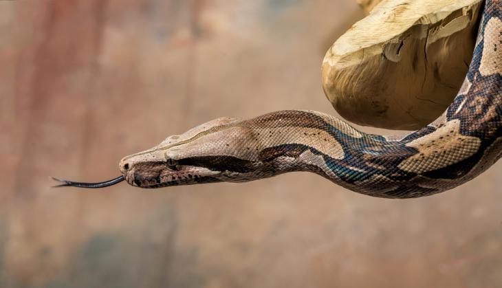 Python