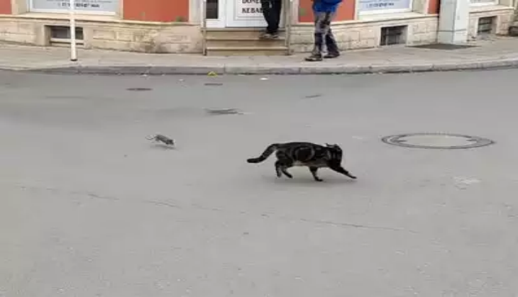 cat