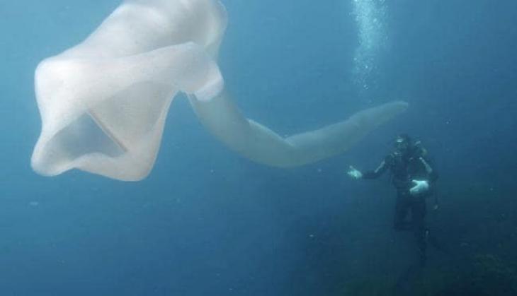 scuba divers
