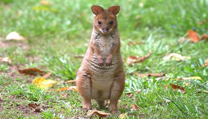 Rat Kangaroo