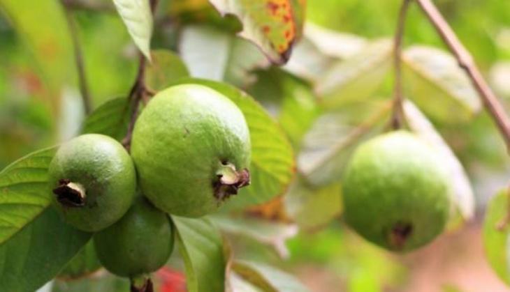 guava-leaves
