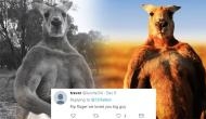 Sad news! Roger, the kangaroo famous for his impressive physique dies at 12; see his last pic