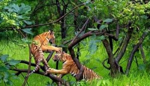 Authorities seek tiger reserve status for Nandhaur Wildlife Sanctuary in Uttarakhand