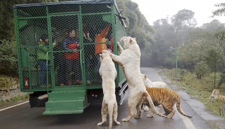 lehe ledu wildlife zoo