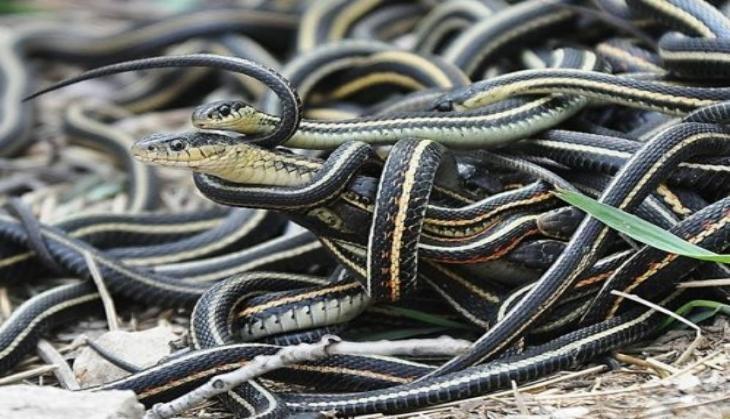 snake