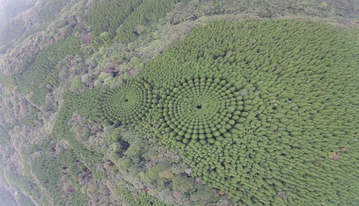 Experiment Forest