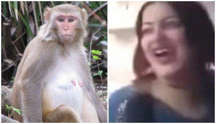 monkey